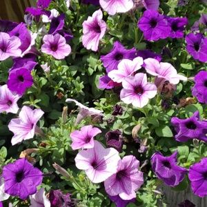 Meet your Posher, Elly